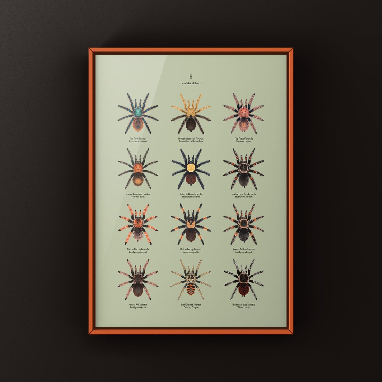 Tarantulas of Mexico Poster