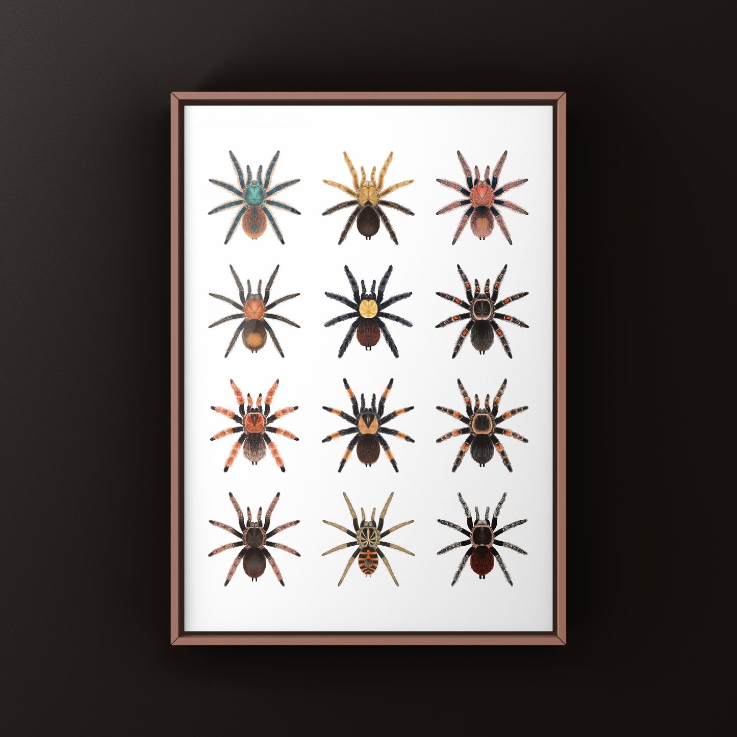 Tarantulas of Mexico Poster