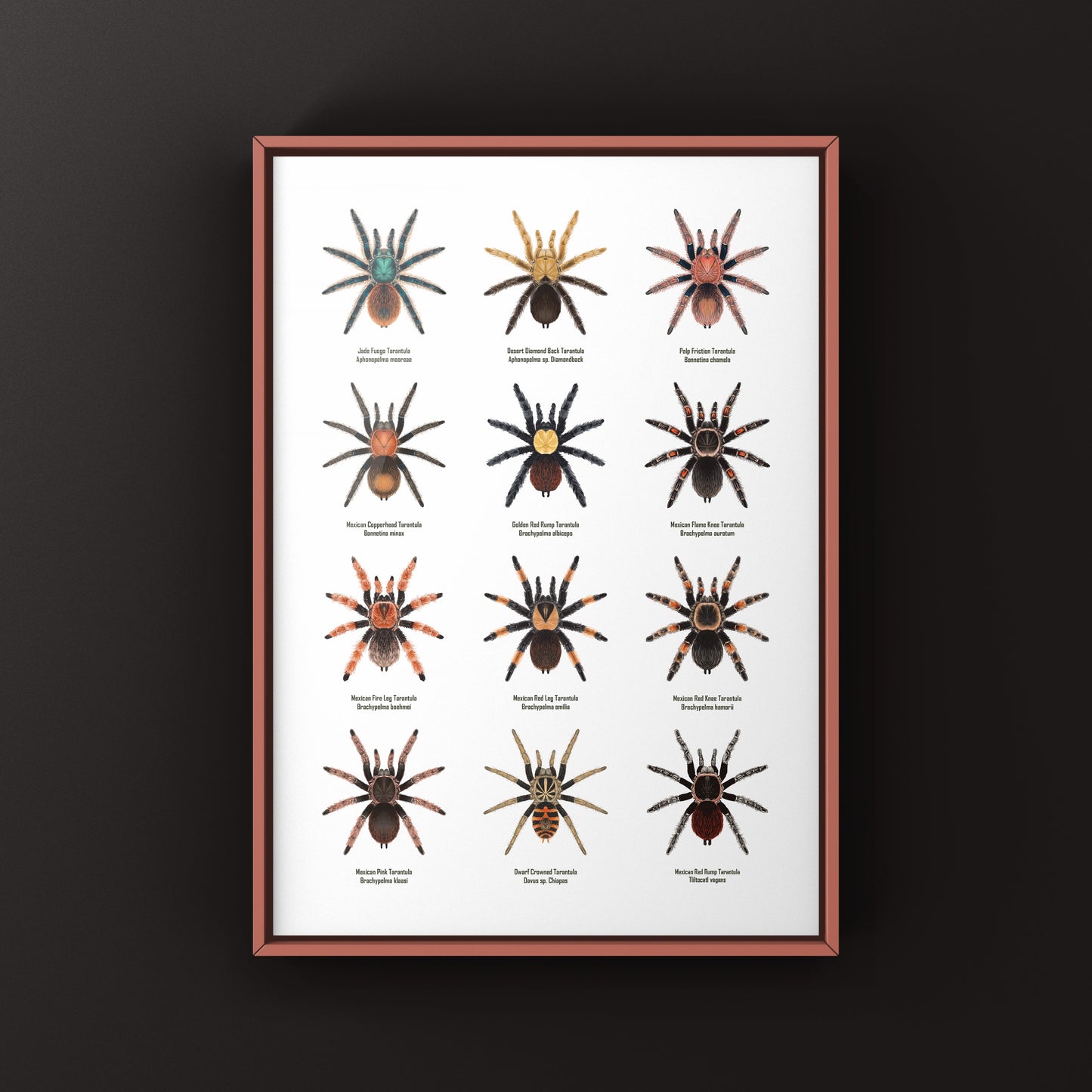 Tarantulas of Mexico Poster