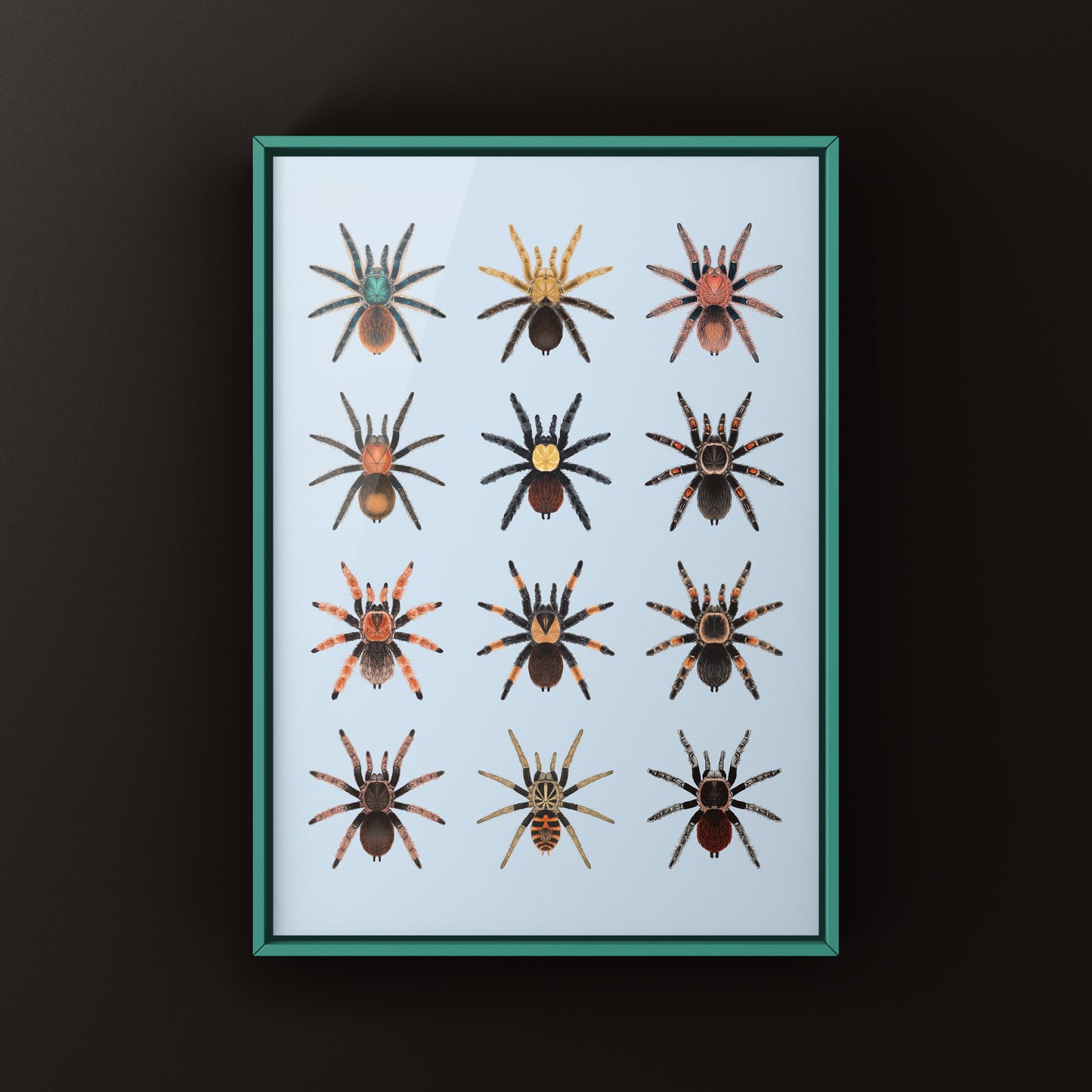 Tarantulas of Mexico Poster