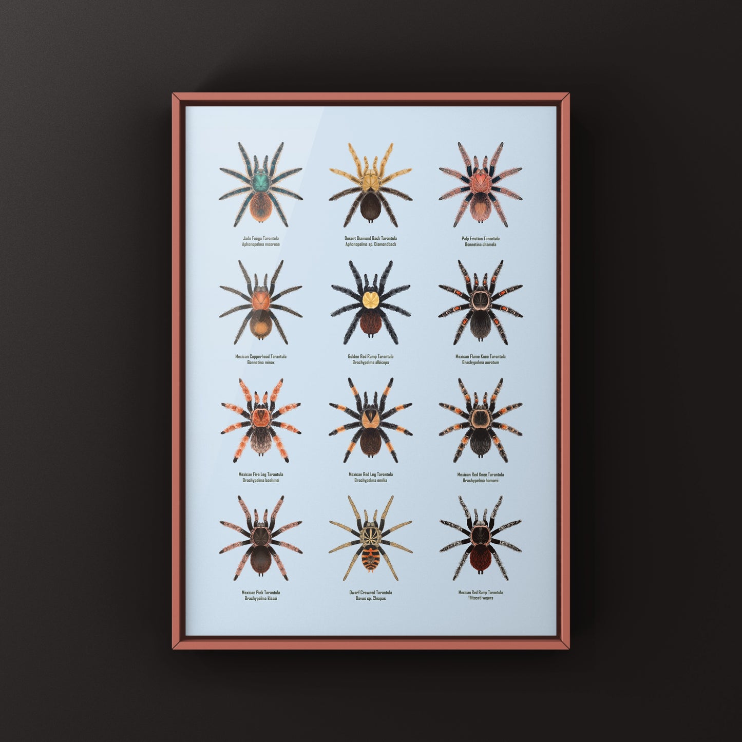 Tarantulas of Mexico Poster
