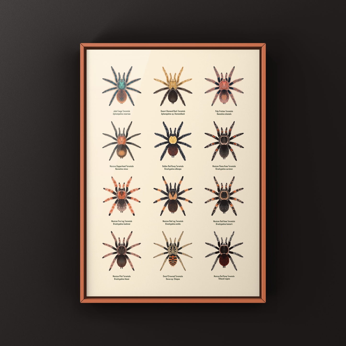 Tarantulas of Mexico Poster