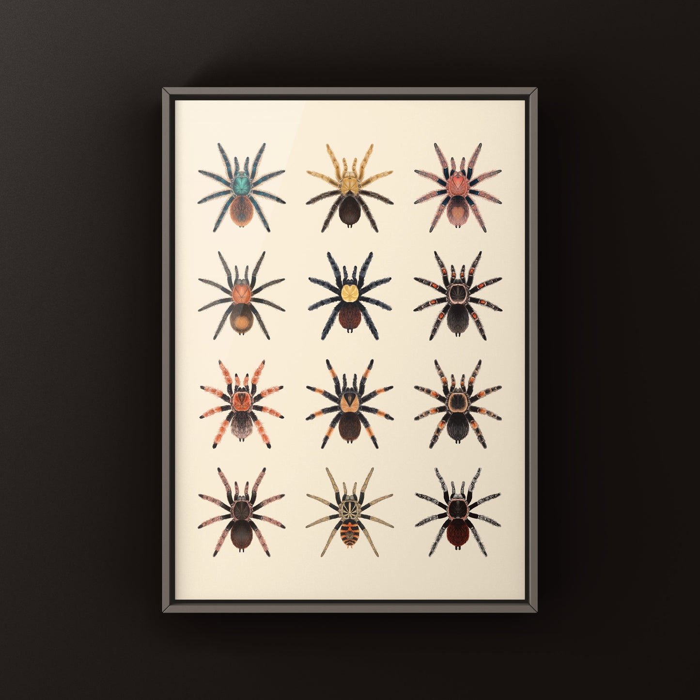 Tarantulas of Mexico Poster