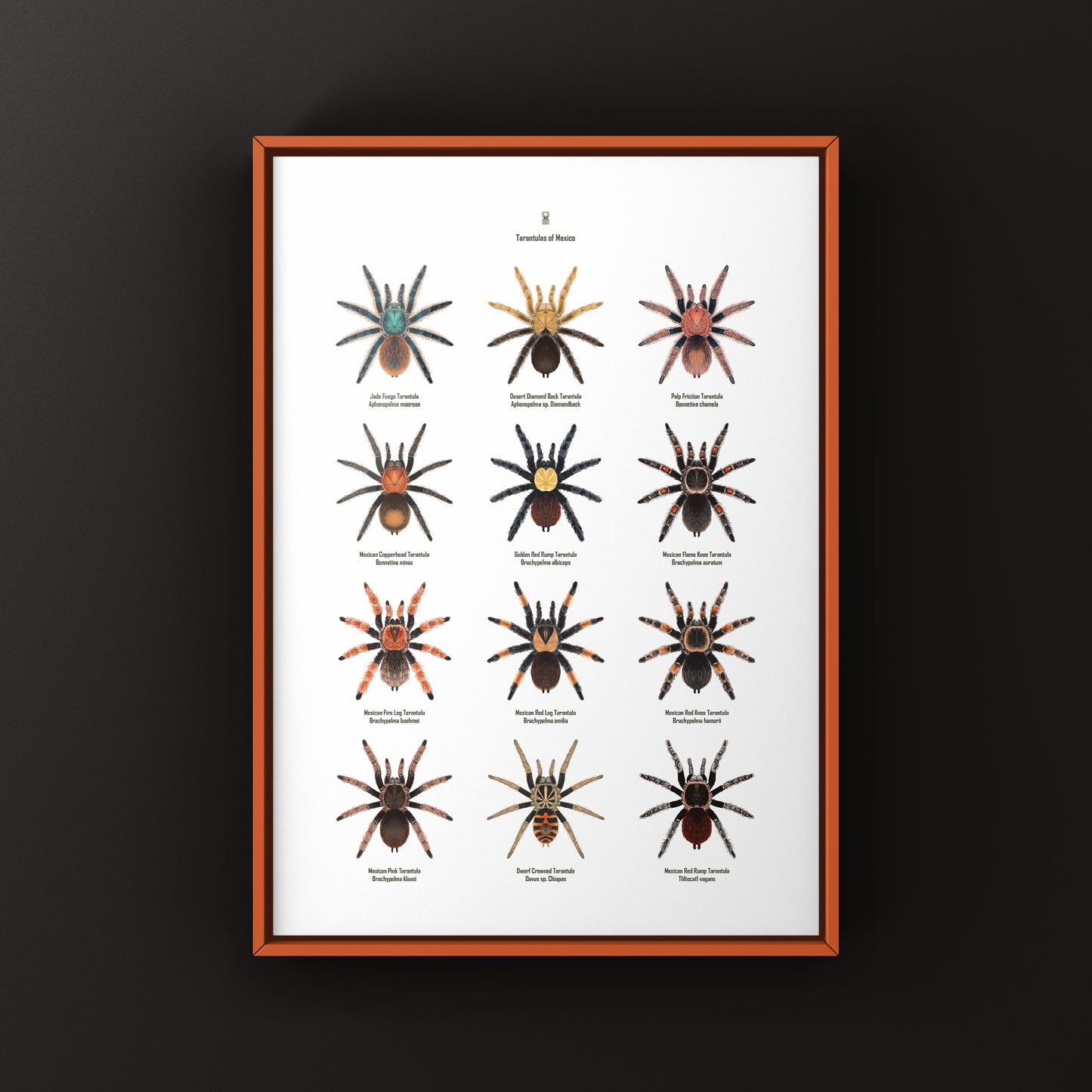 Tarantulas of Mexico Poster