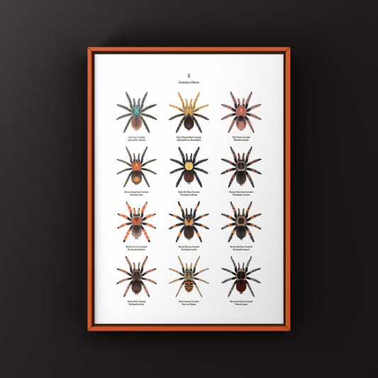 Tarantulas of Mexico Poster