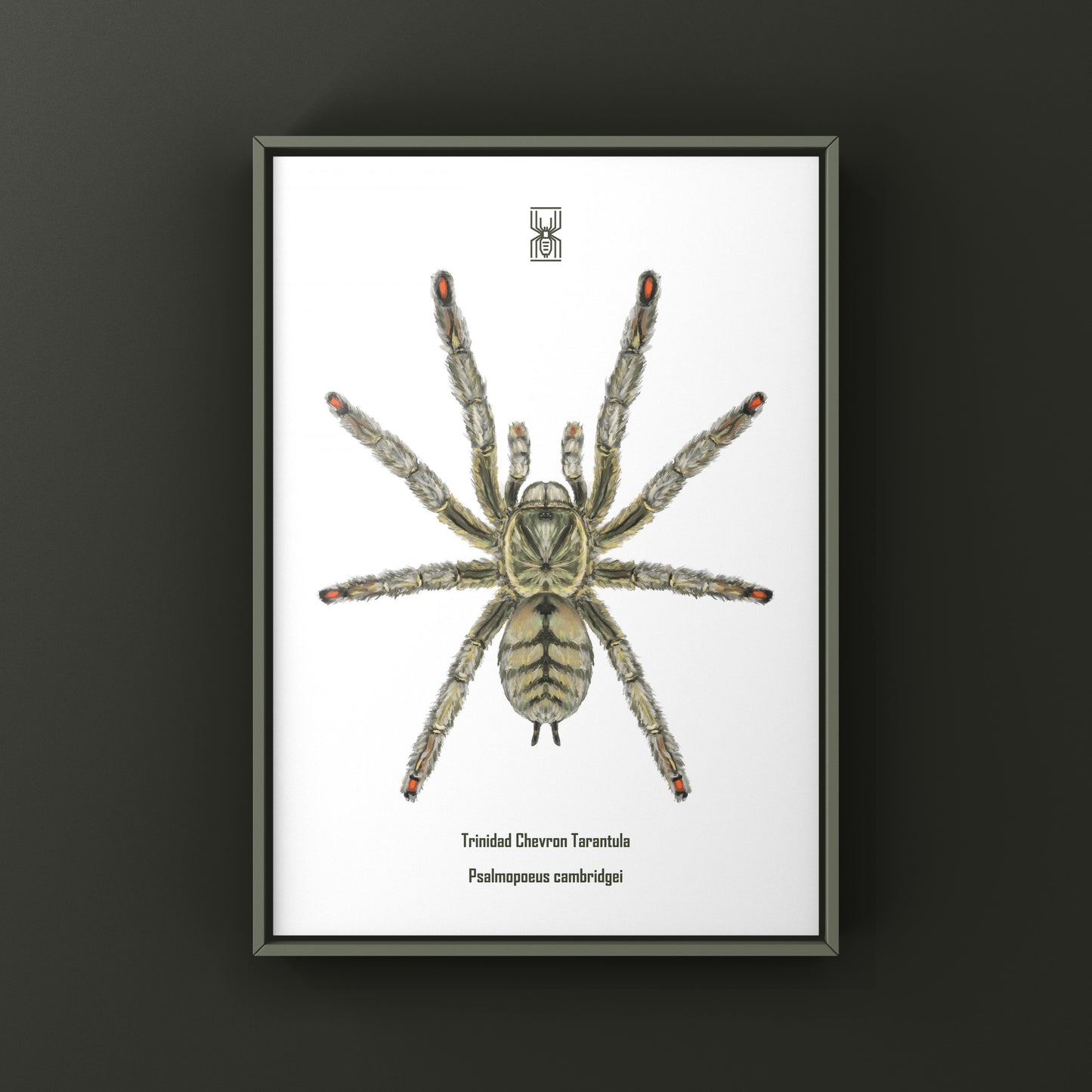 Trinidad Chevron Tarantula, Psalmopoeus Cambridgei, Photographic Art Print