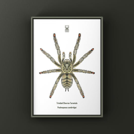 Trinidad Chevron Tarantula, Psalmopoeus Cambridgei, Photographic Art Print