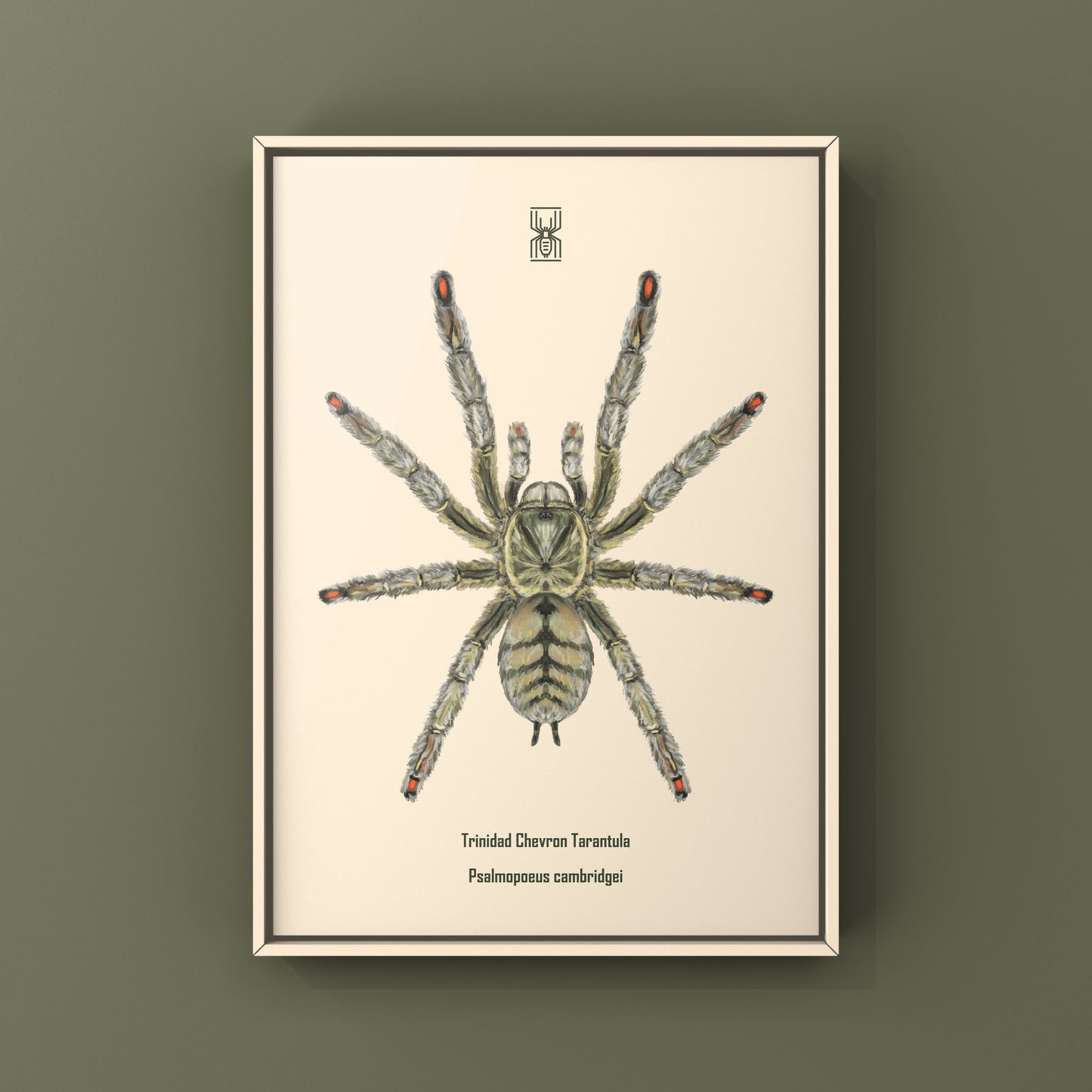 Trinidad Chevron Tarantula, Psalmopoeus Cambridgei, Photographic Art Print