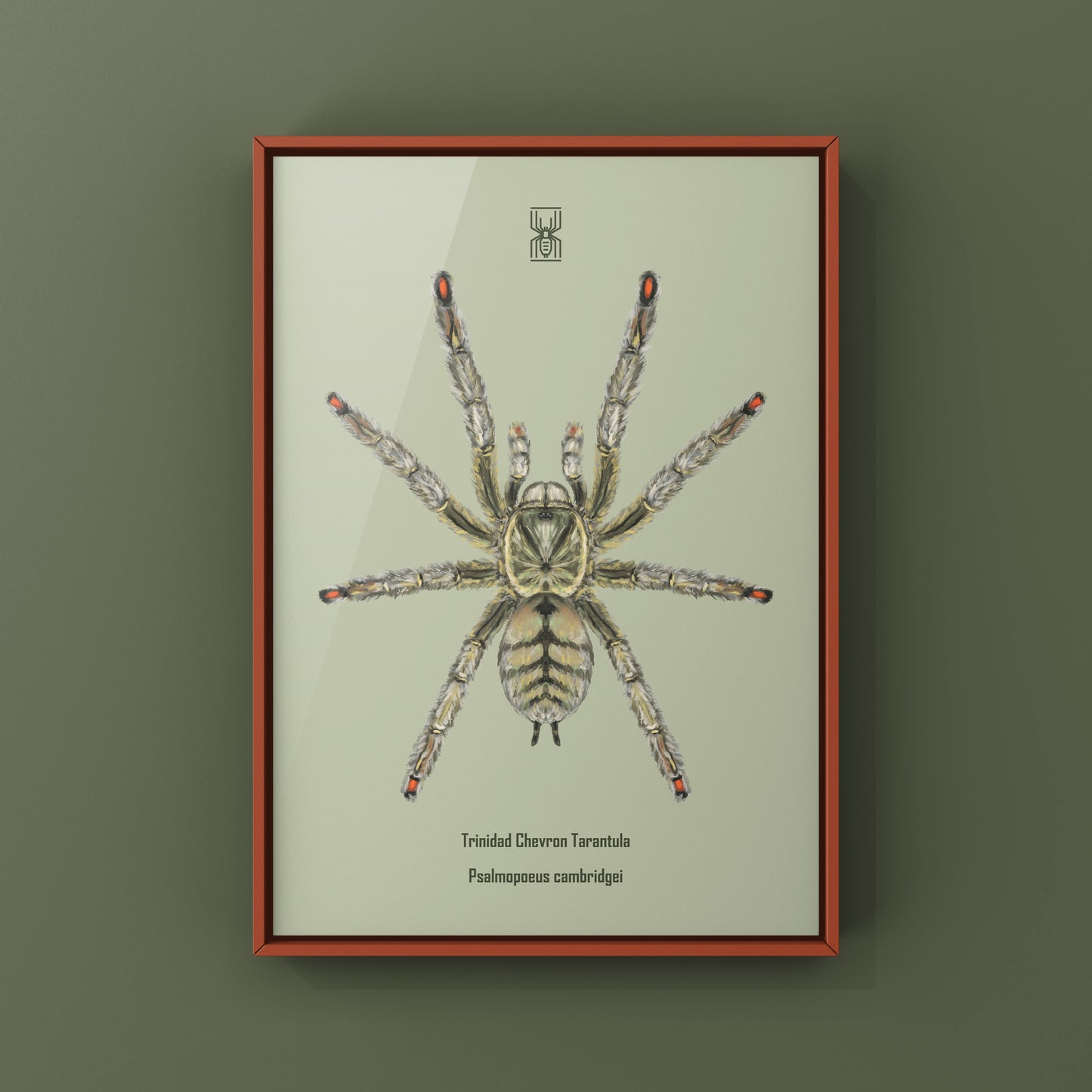 Trinidad Chevron Tarantula, Psalmopoeus Cambridgei, Photographic Art Print