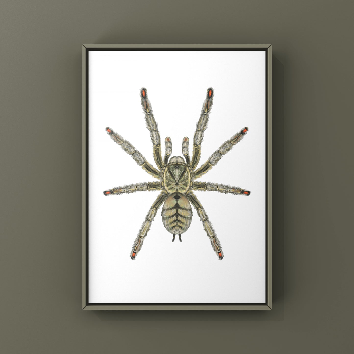 Trinidad Chevron Tarantula, Psalmopoeus Cambridgei, Photographic Art Print