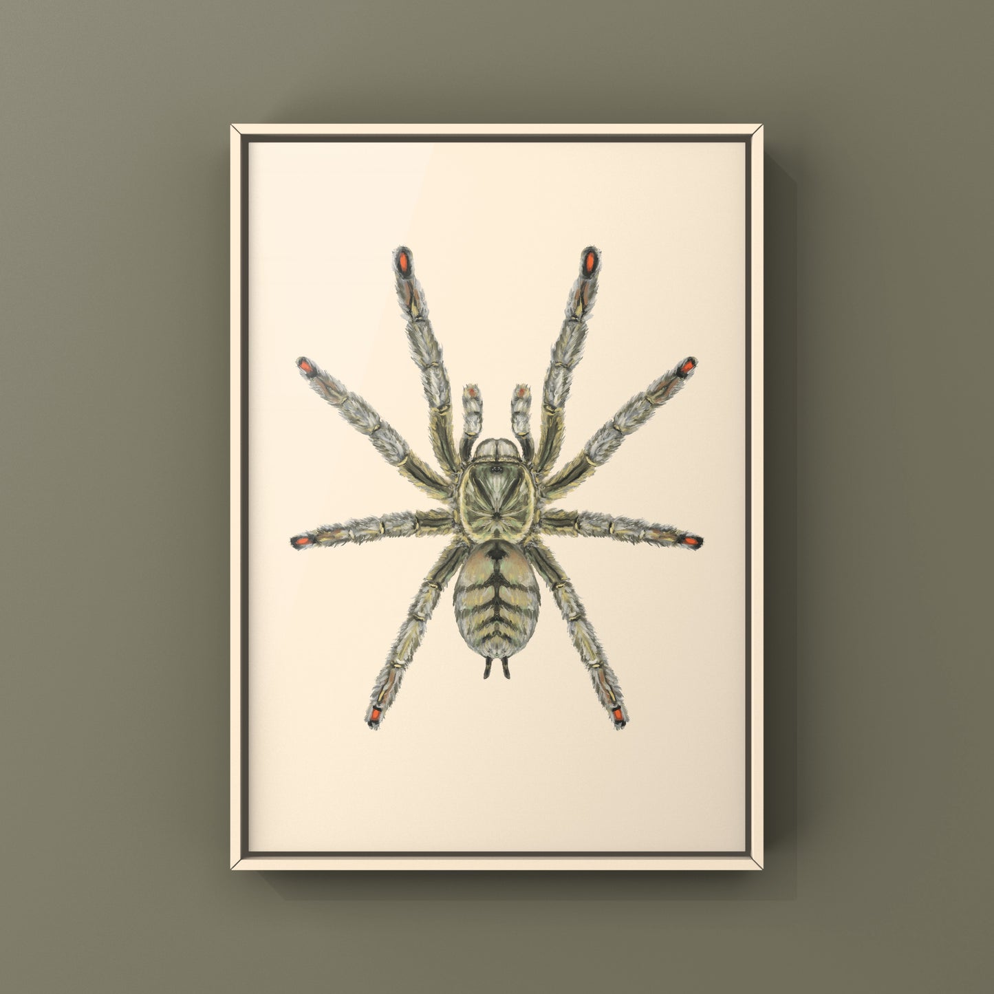 Trinidad Chevron Tarantula, Psalmopoeus Cambridgei, Photographic Art Print