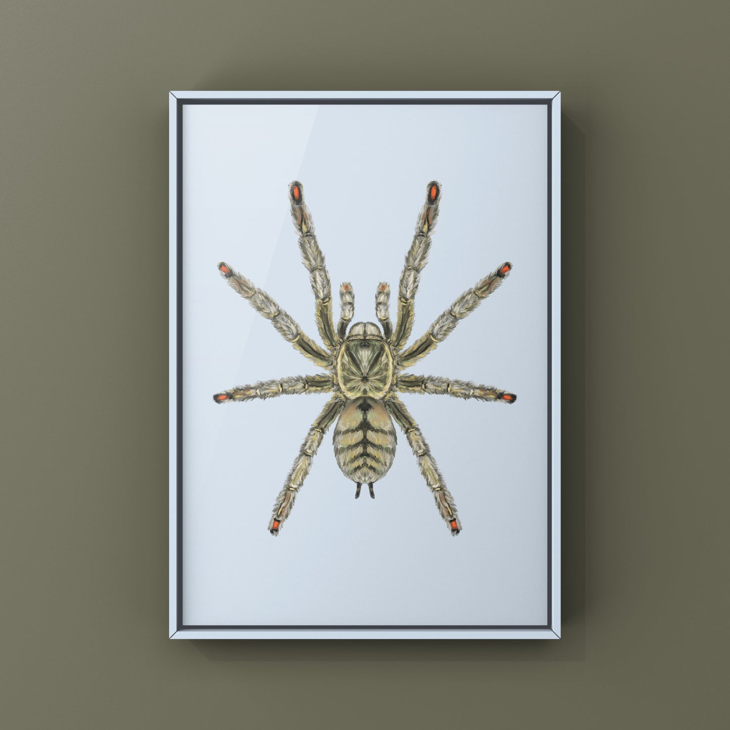 Trinidad Chevron Tarantula, Psalmopoeus Cambridgei, Photographic Art Print