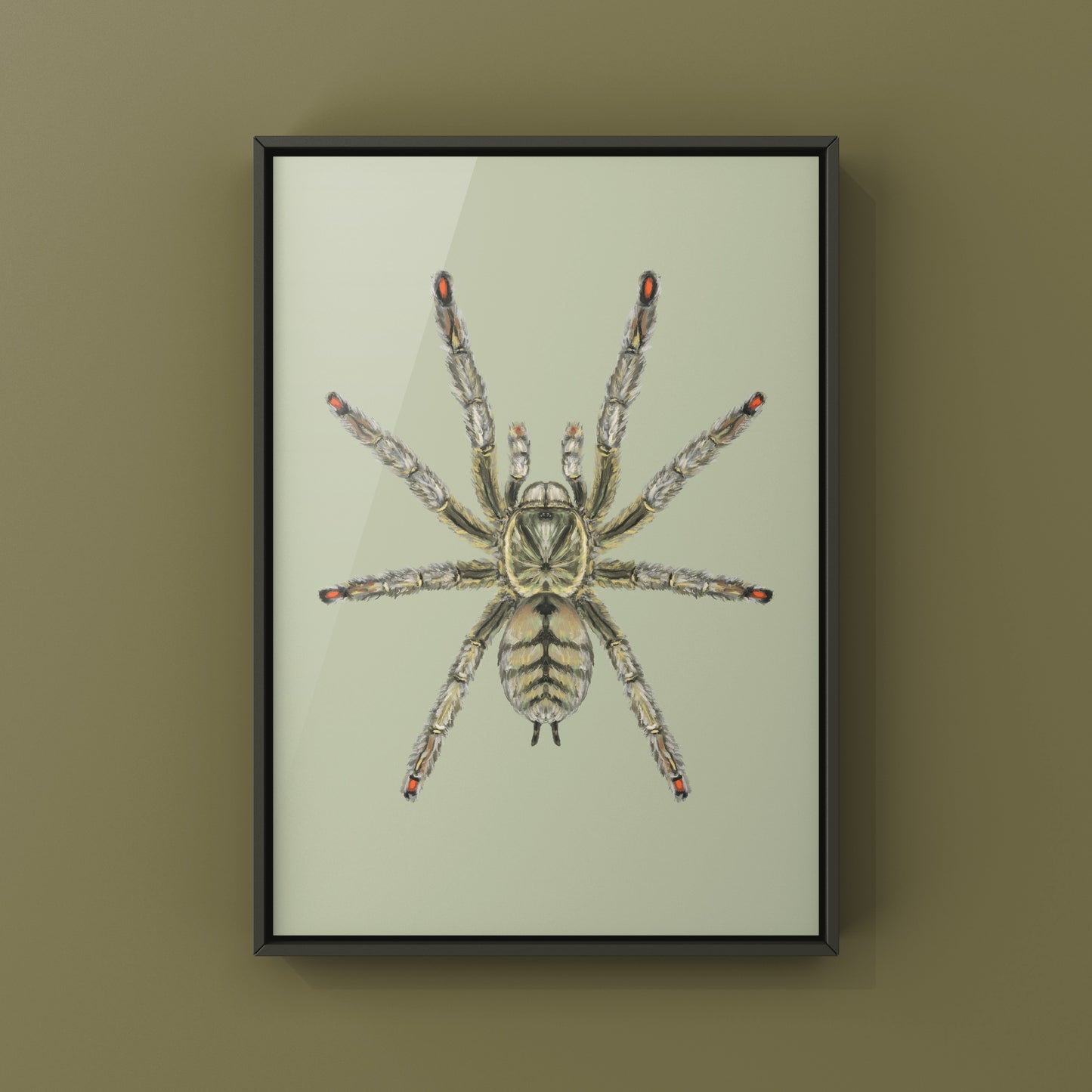 Trinidad Chevron Tarantula, Psalmopoeus Cambridgei, Photographic Art Print