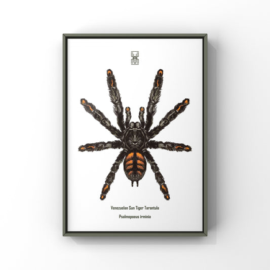 Venezuelan Suntiger Tarantula, Psalmopoeus Irminia, Photographic Art Print