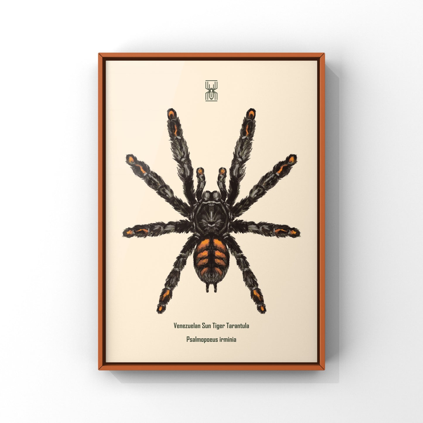 Venezuelan Suntiger Tarantula, Psalmopoeus Irminia, Photographic Art Print