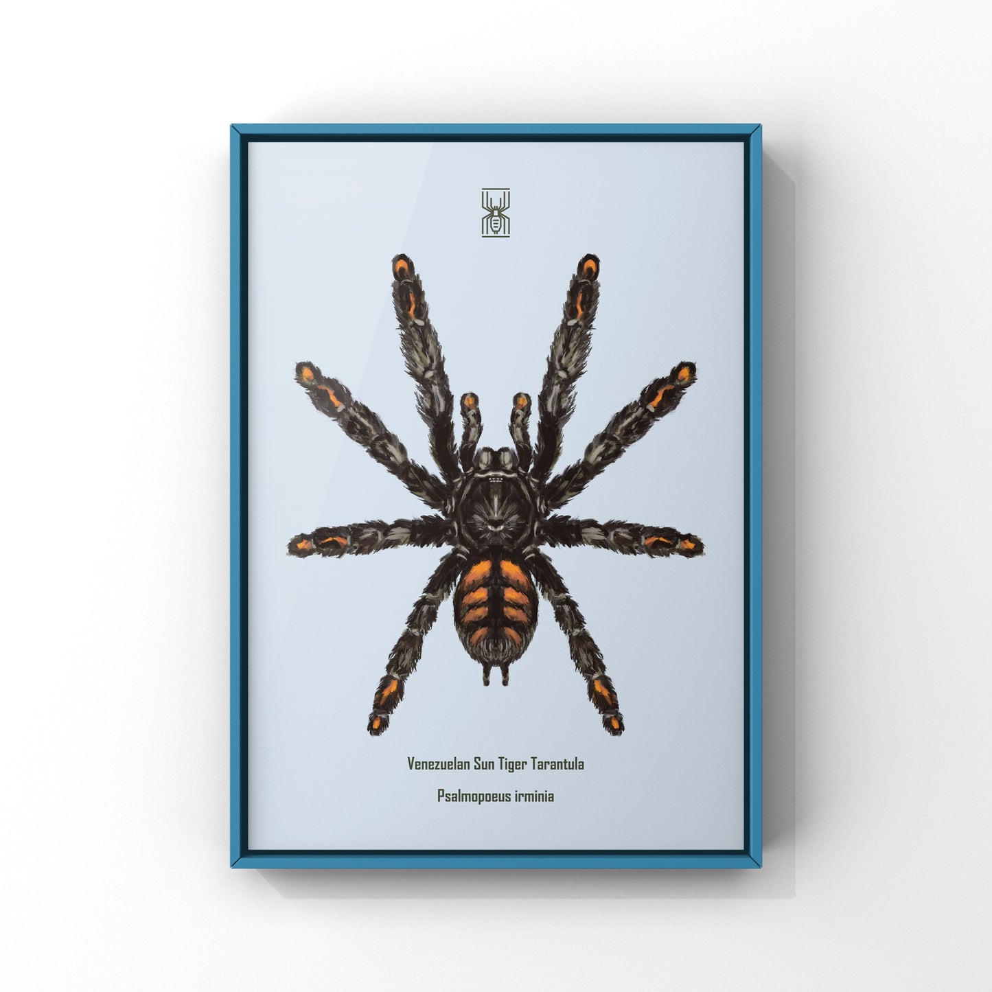 Venezuelan Suntiger Tarantula, Psalmopoeus Irminia, Photographic Art Print
