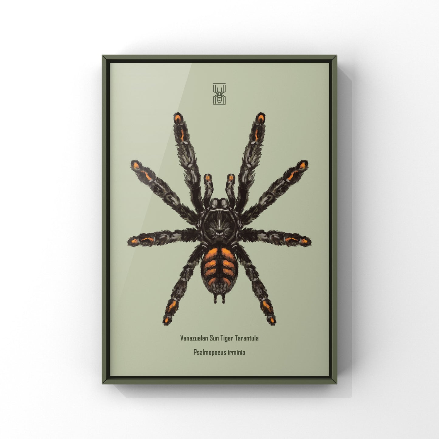 Venezuelan Suntiger Tarantula, Psalmopoeus Irminia, Photographic Art Print