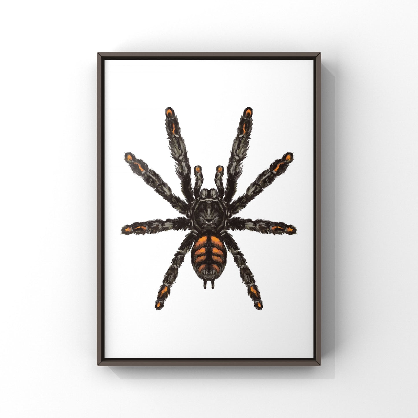 Venezuelan Suntiger Tarantula, Psalmopoeus Irminia, Photographic Art Print