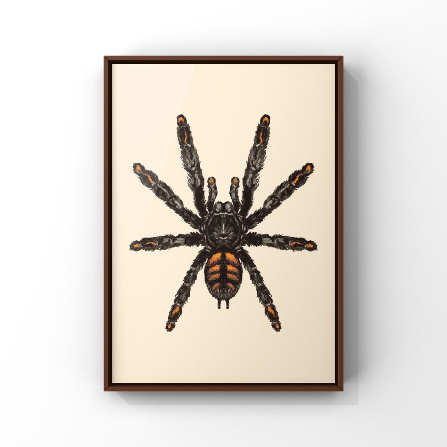 Venezuelan Suntiger Tarantula, Psalmopoeus Irminia, Photographic Art Print