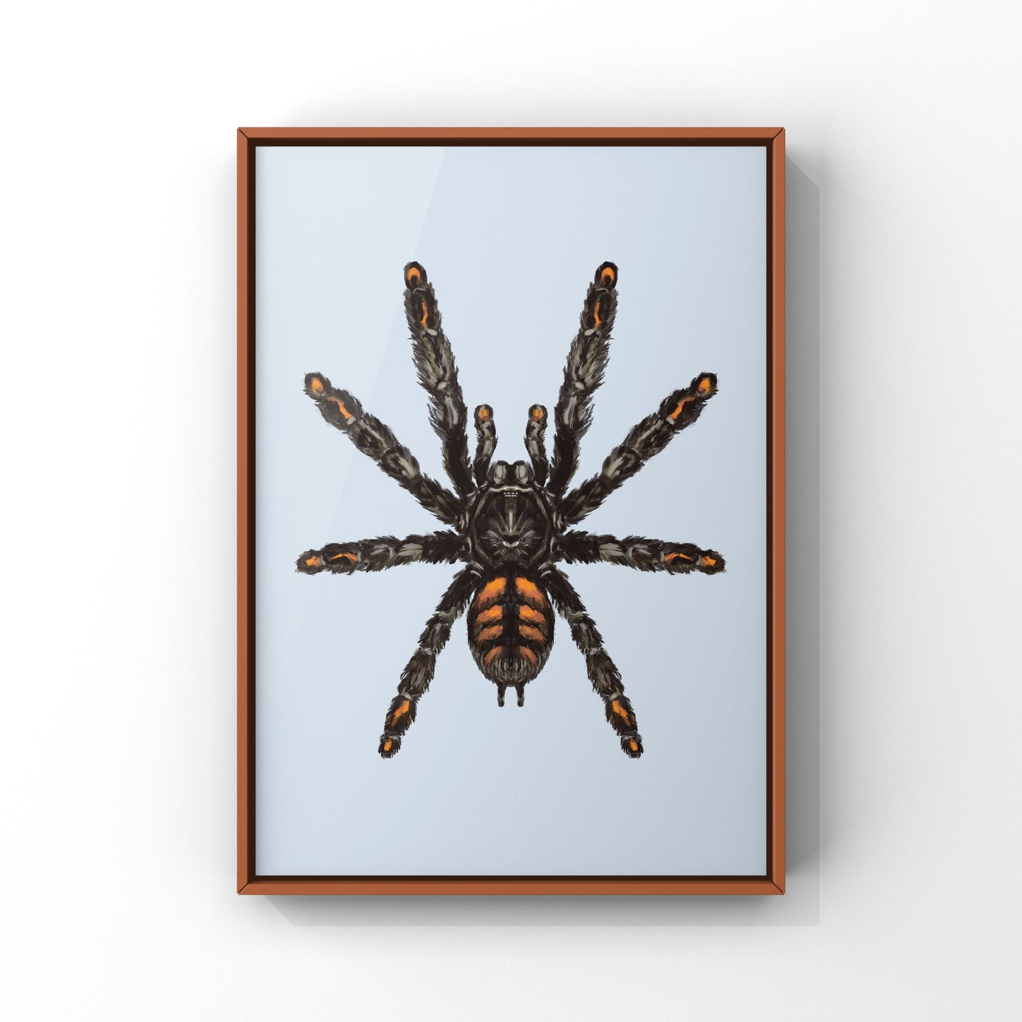 Venezuelan Suntiger Tarantula, Psalmopoeus Irminia, Photographic Art Print