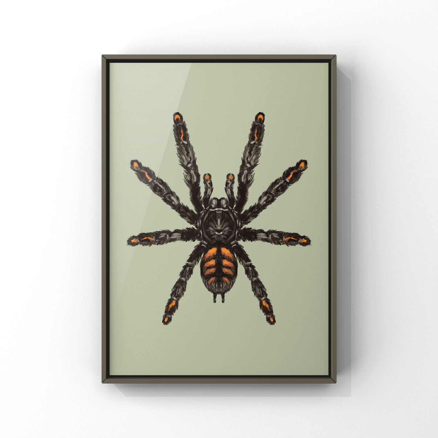 Venezuelan Suntiger Tarantula, Psalmopoeus Irminia, Photographic Art Print