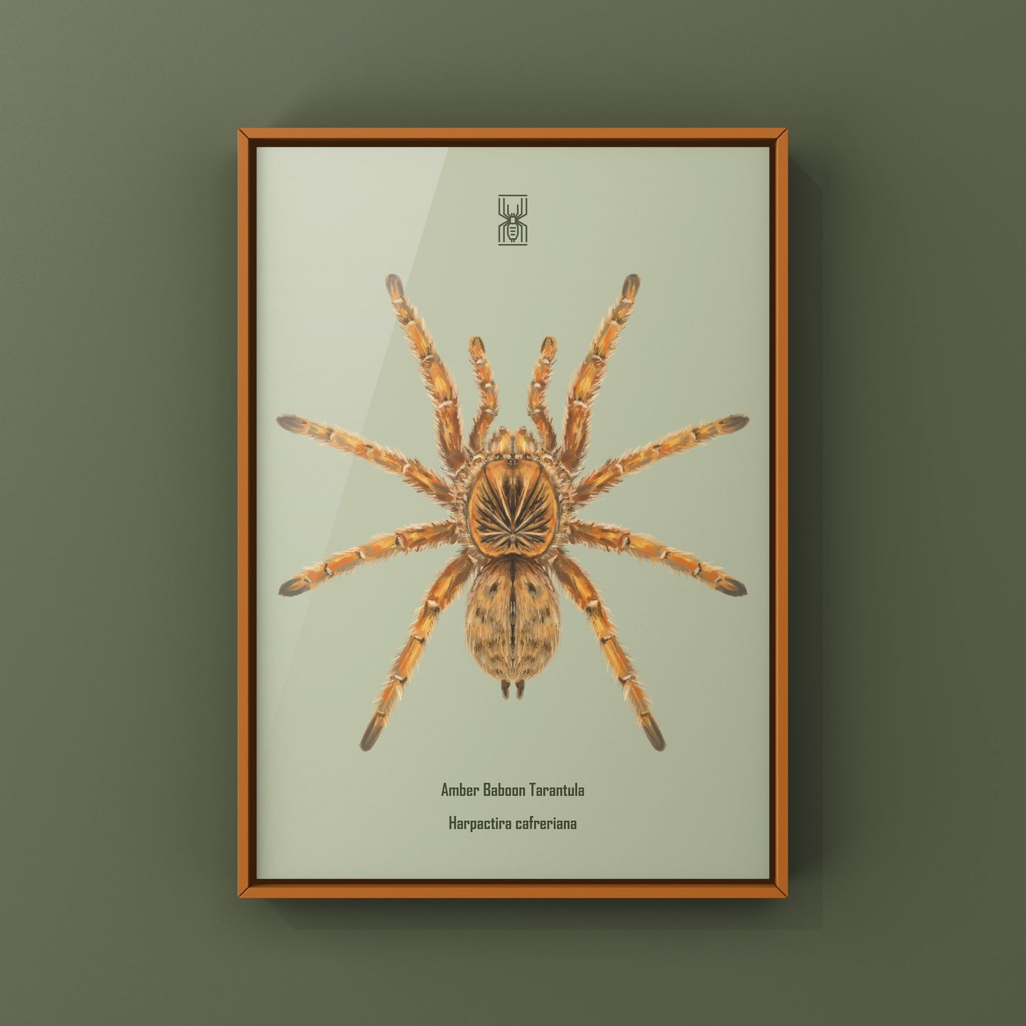 Amber Tarantula, Harpactira Cafreriana, Photographic Art Print from The Silk Ranch