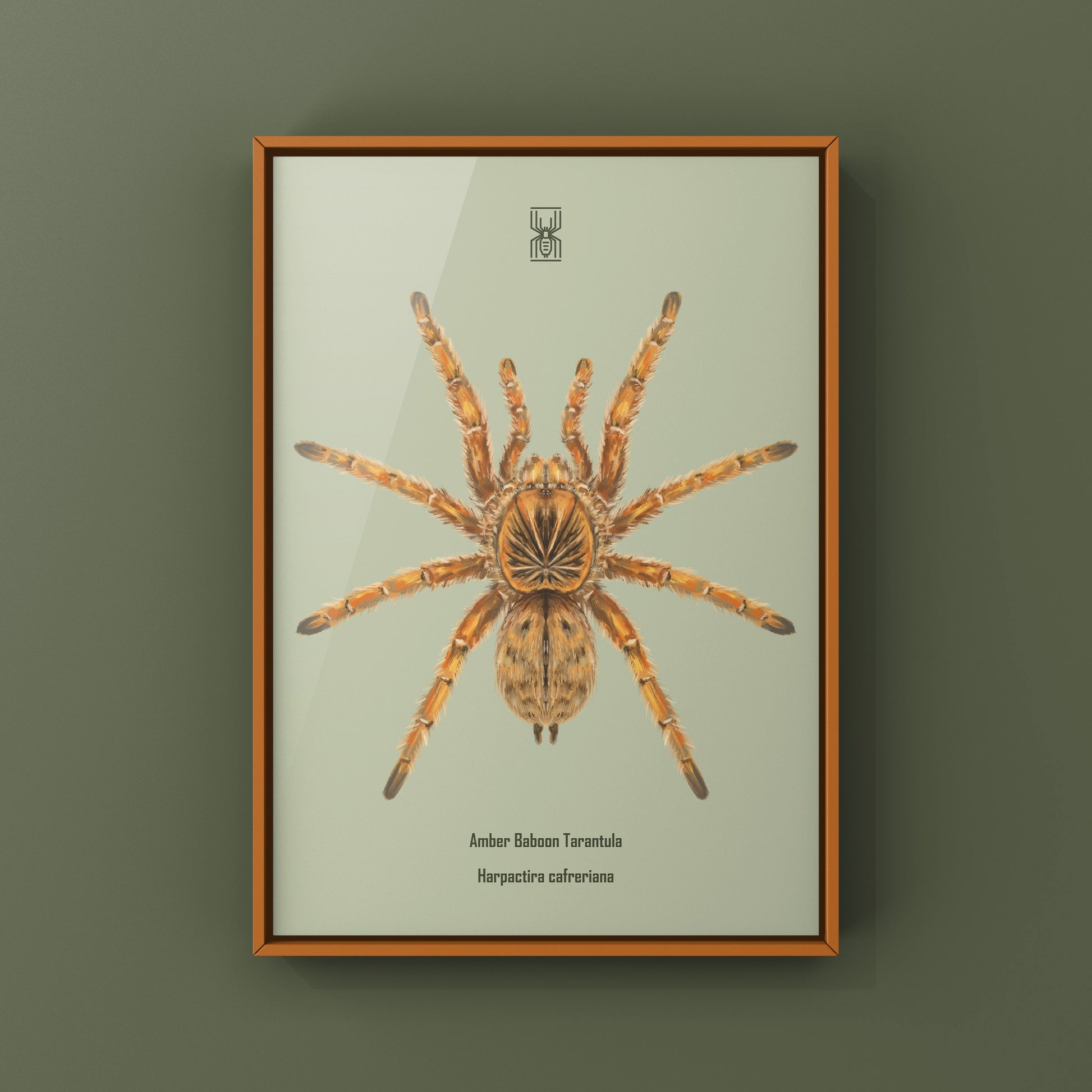 Amber Tarantula, Harpactira Cafreriana, Photographic Art Print from The Silk Ranch