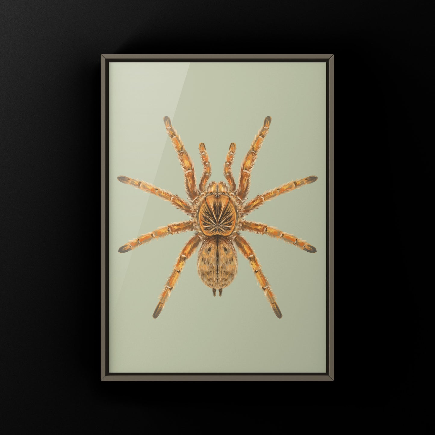 Amber Tarantula, Harpactira Cafreriana, Photographic Art Print from The Silk Ranch