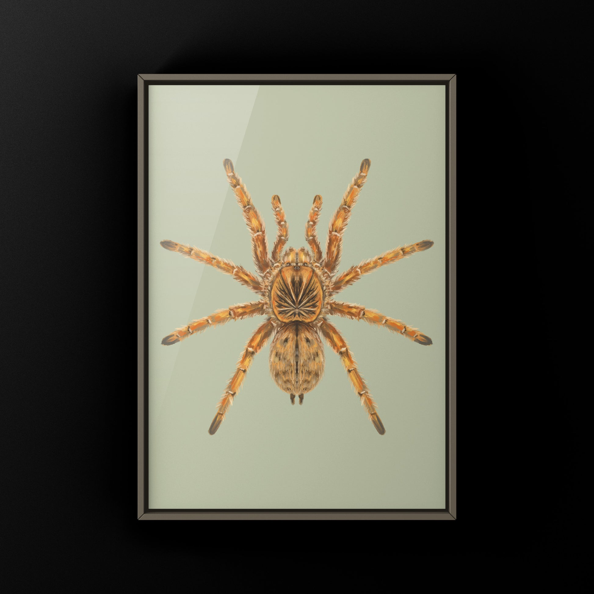 Amber Tarantula, Harpactira Cafreriana, Photographic Art Print from The Silk Ranch