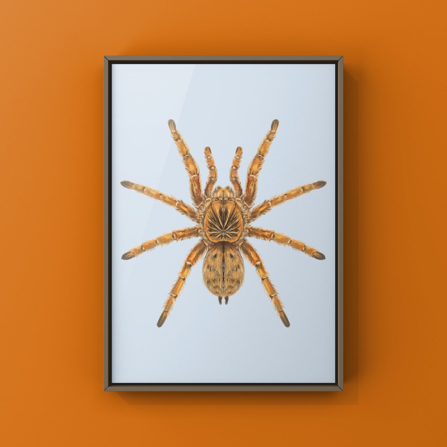 Amber Tarantula, Harpactira Cafreriana, Photographic Art Print from The Silk Ranch