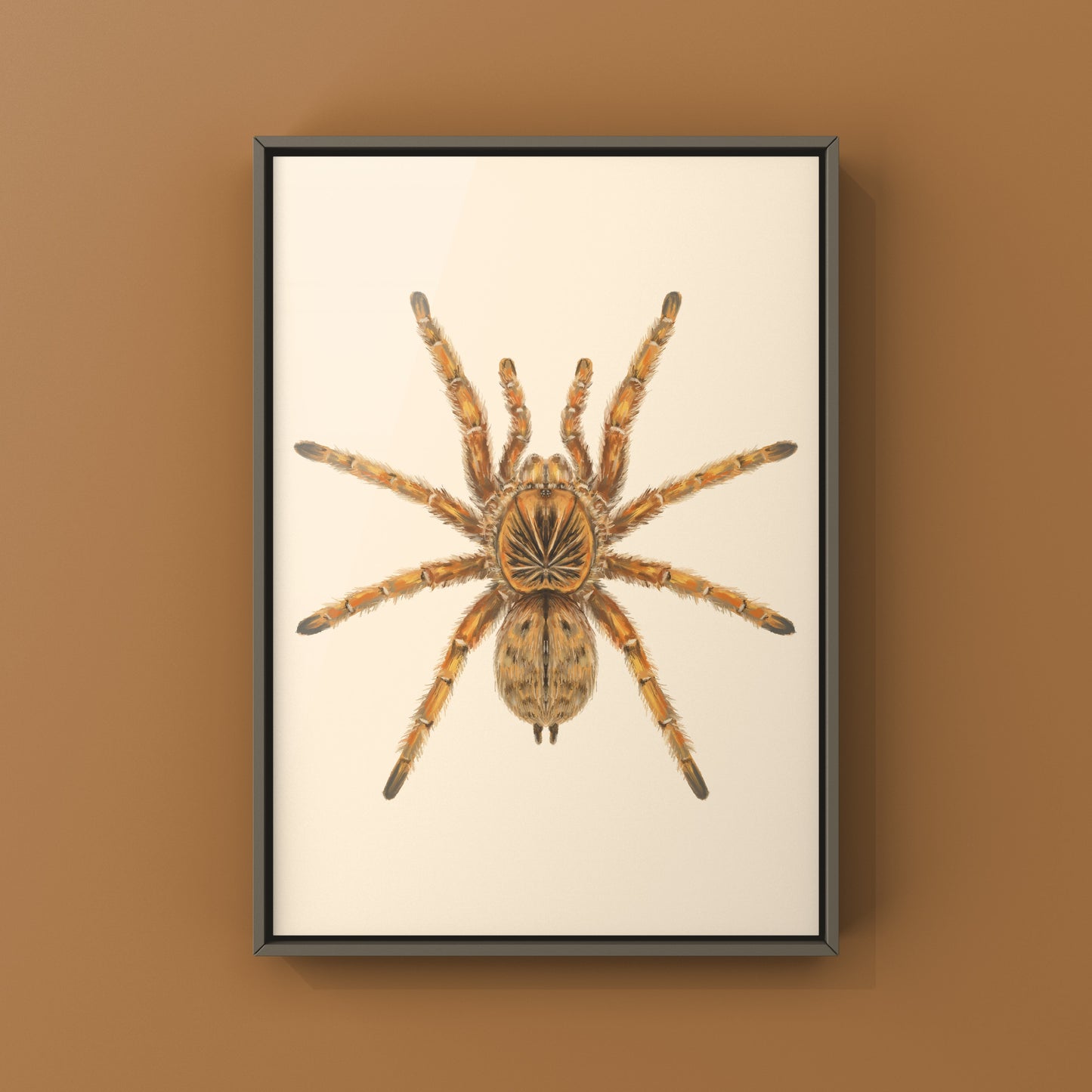 Amber Tarantula, Harpactira Cafreriana, Photographic Art Print from The Silk Ranch