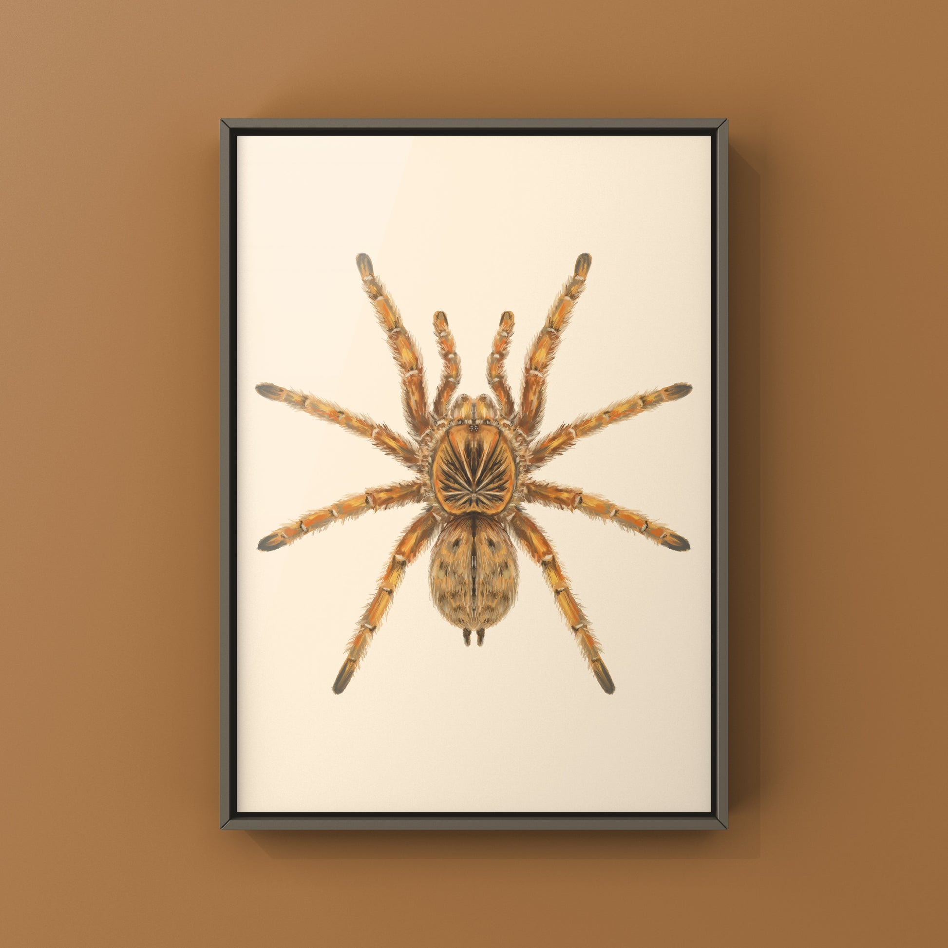 Amber Tarantula, Harpactira Cafreriana, Photographic Art Print from The Silk Ranch