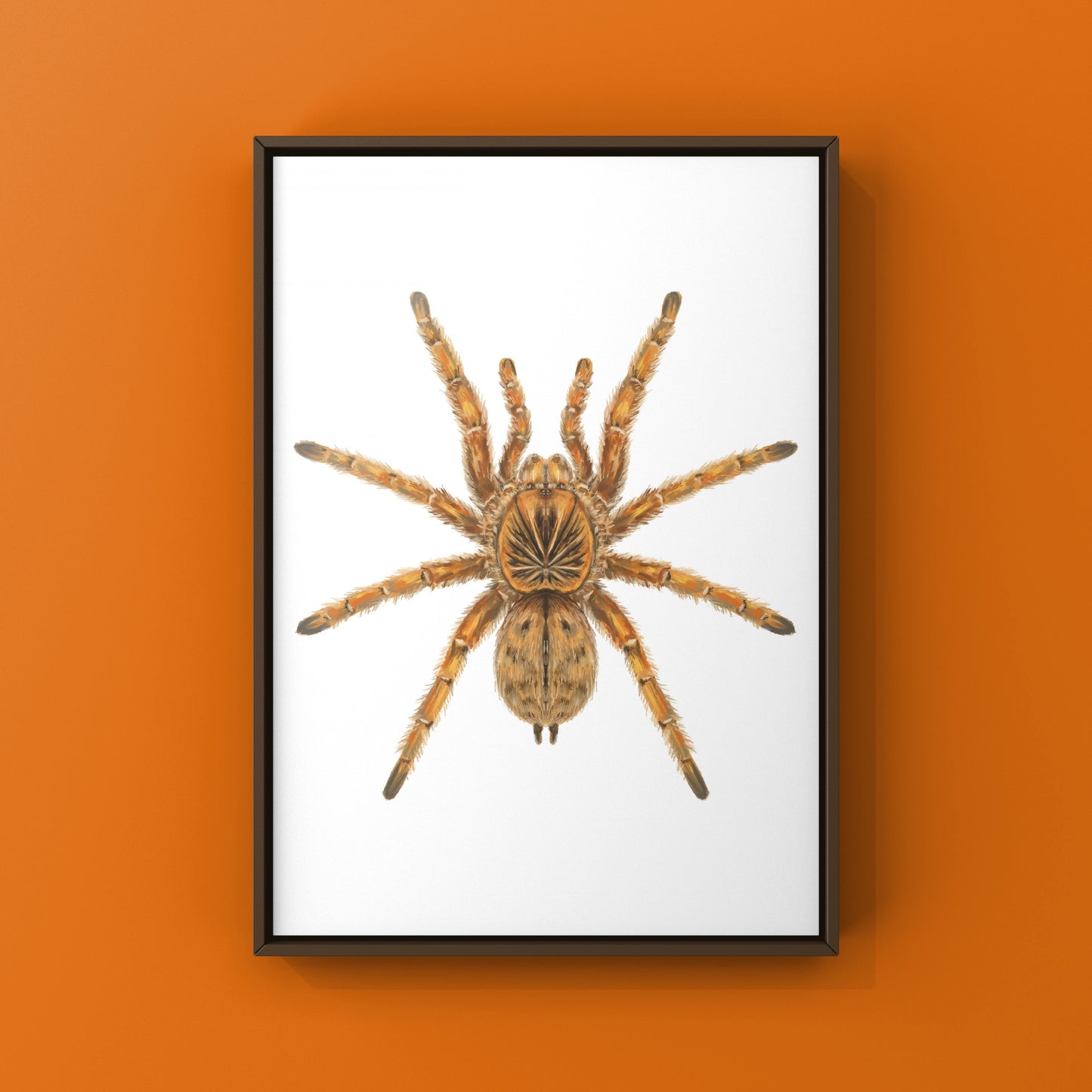 Amber Tarantula, Harpactira Cafreriana, Photographic Art Print from The Silk Ranch