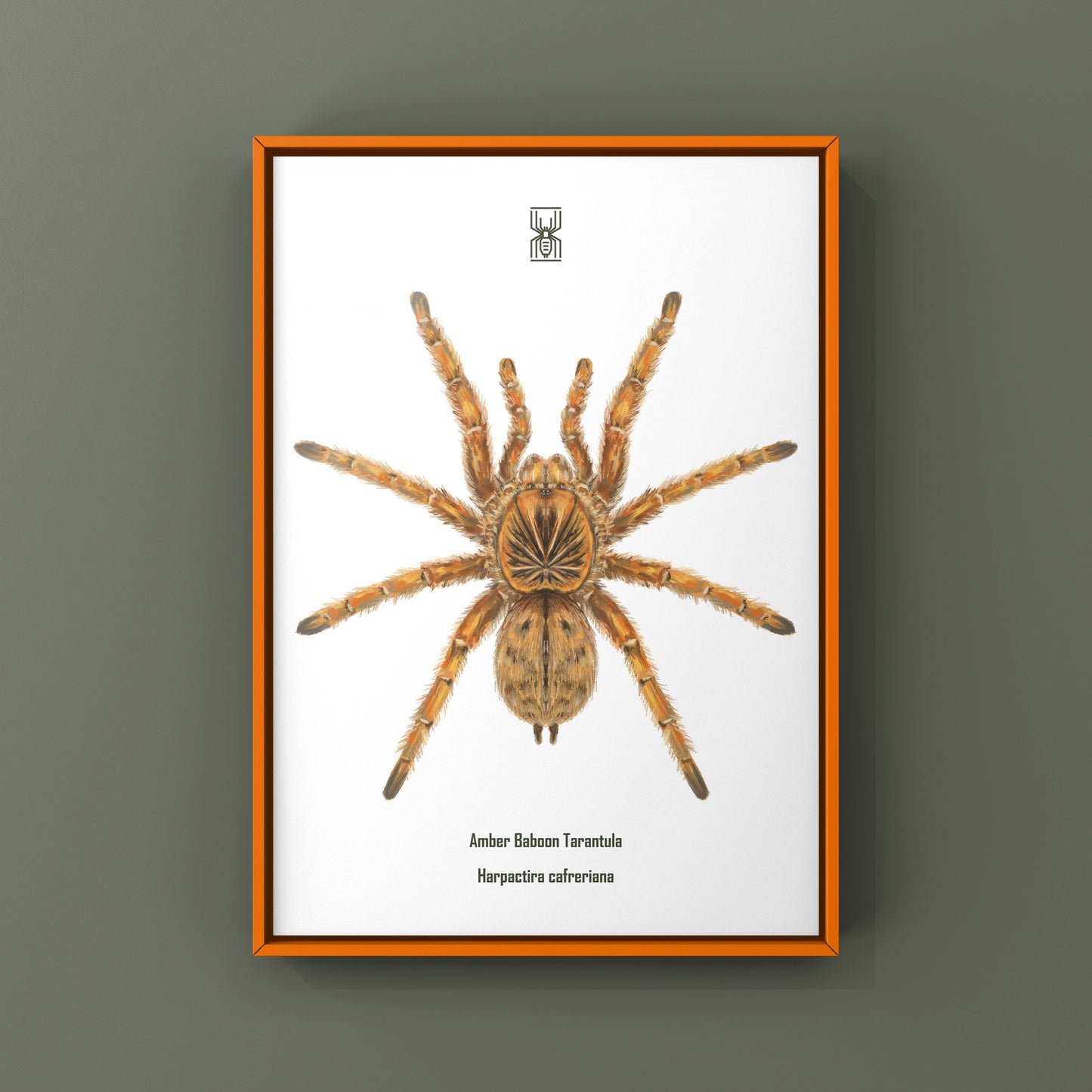 Amber Tarantula, Harpactira Cafreriana, Photographic Art Print from The Silk Ranch