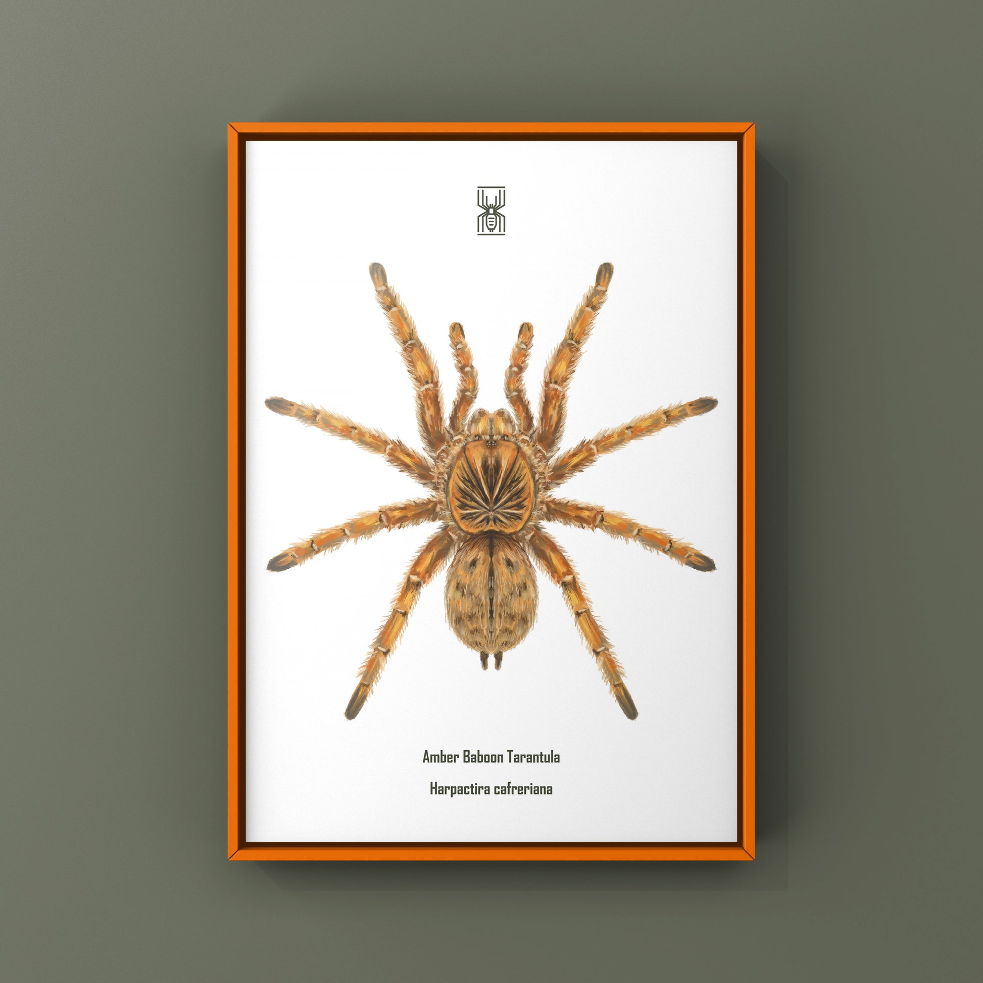 Amber Tarantula, Harpactira Cafreriana, Photographic Art Print from The Silk Ranch
