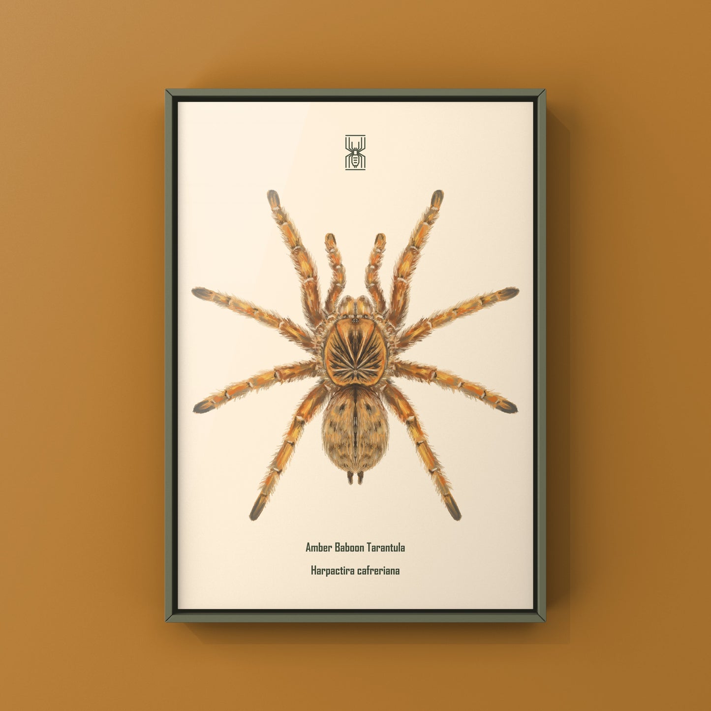 Amber Tarantula, Harpactira Cafreriana, Photographic Art Print from The Silk Ranch