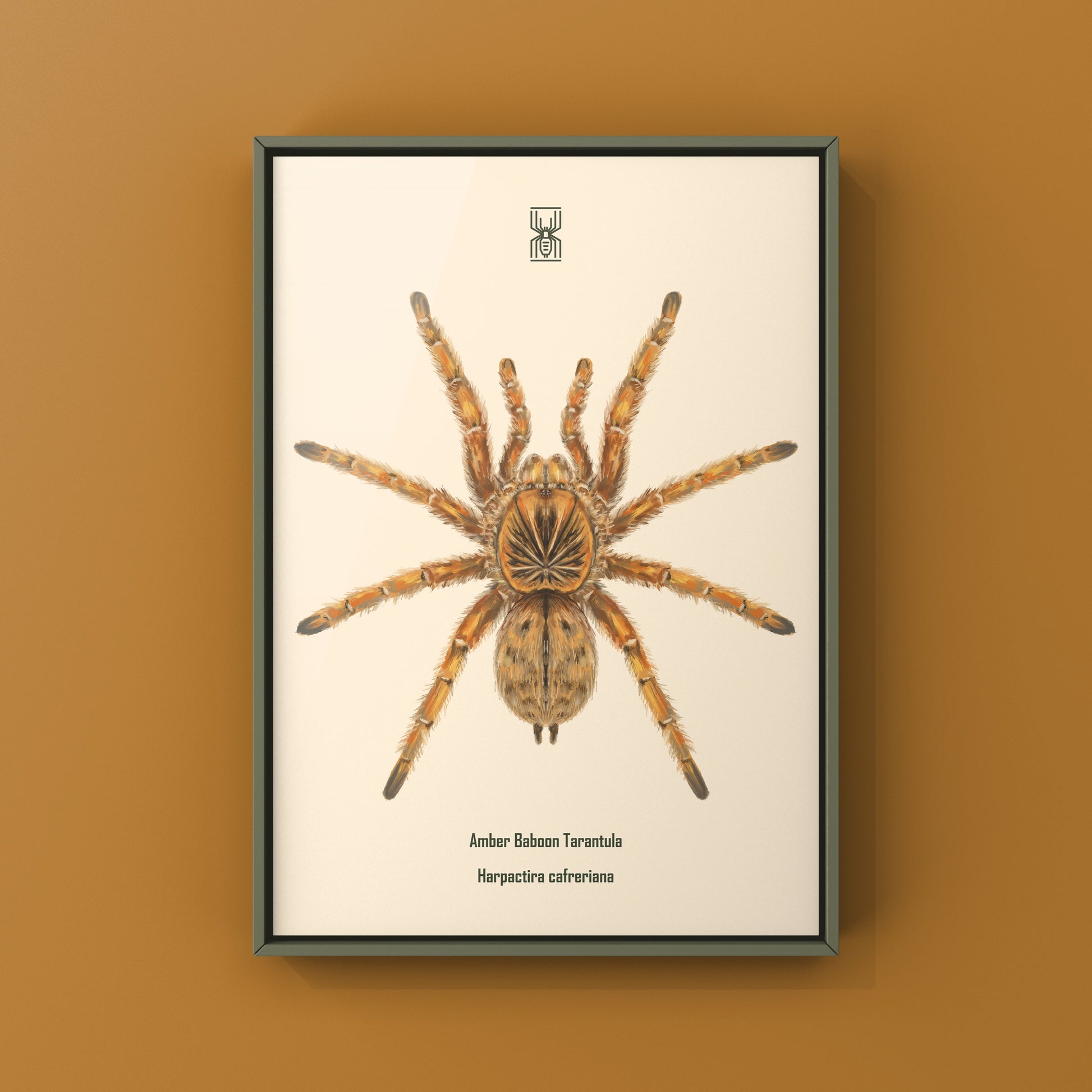 Amber Tarantula, Harpactira Cafreriana, Photographic Art Print from The Silk Ranch