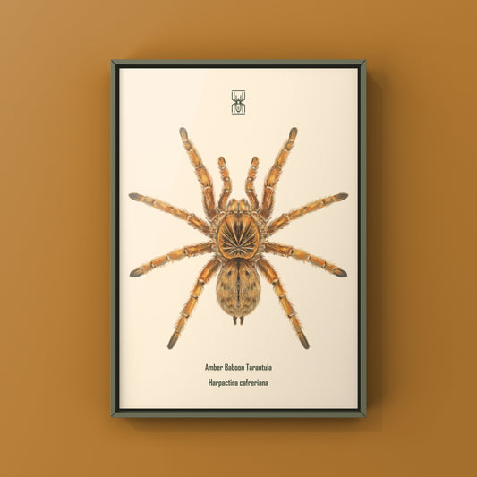 Amber Tarantula, Harpactira Cafreriana, Photographic Art Print from The Silk Ranch