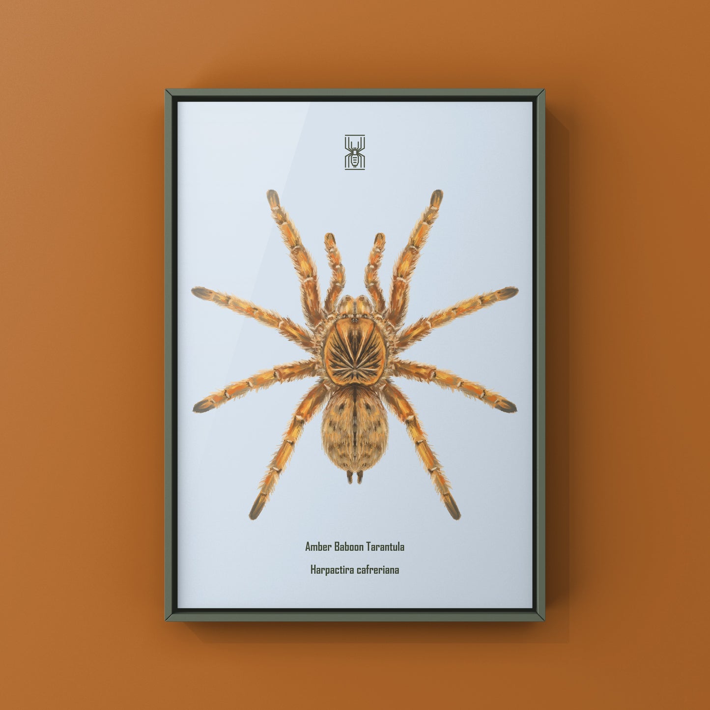 Amber Tarantula, Harpactira Cafreriana, Photographic Art Print from The Silk Ranch