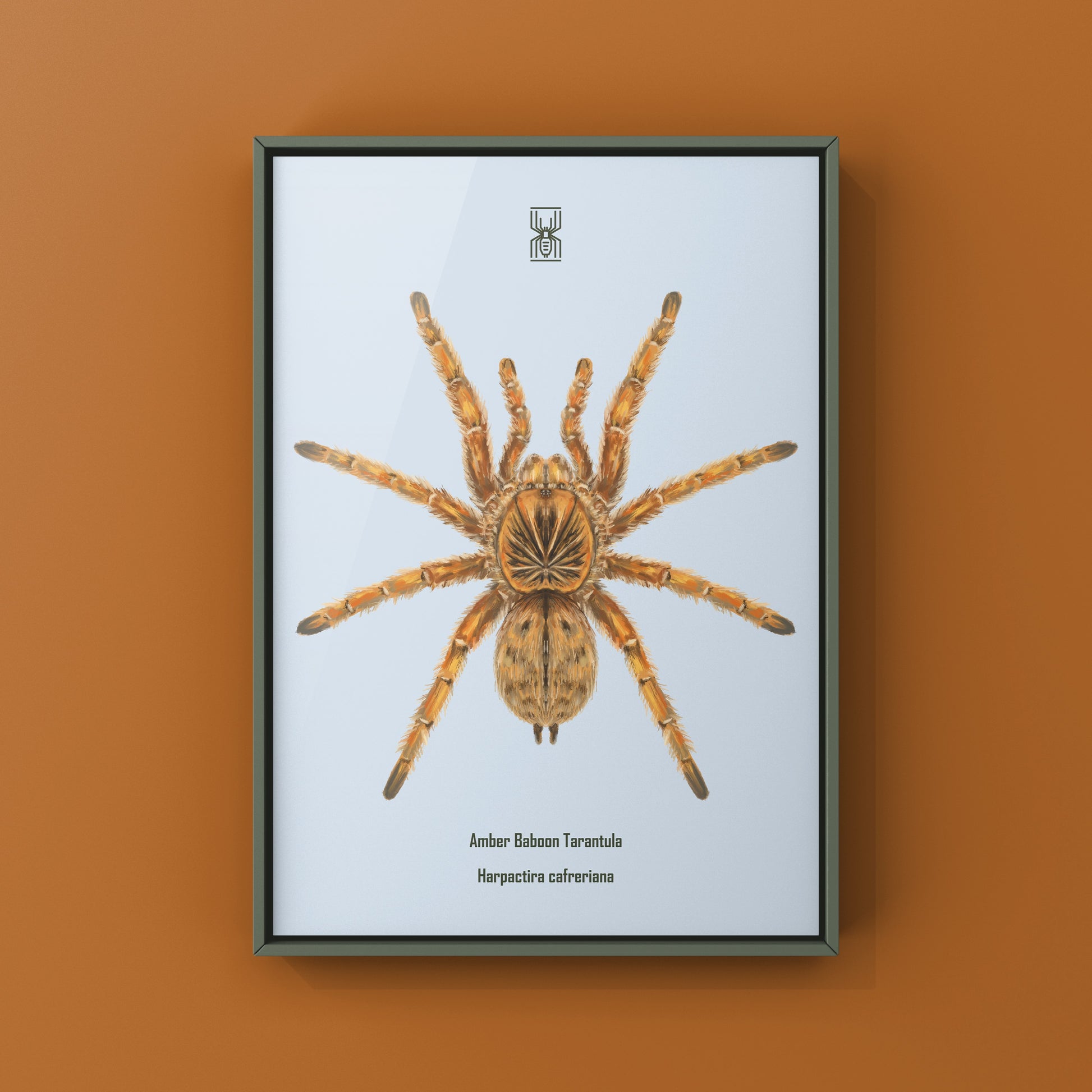Amber Tarantula, Harpactira Cafreriana, Photographic Art Print from The Silk Ranch