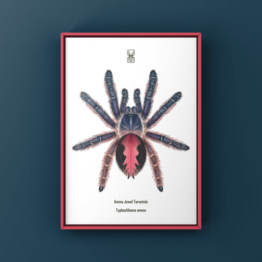 Amma Jewel Tarantula, Typhochlaena Amma, Photographic Art Print