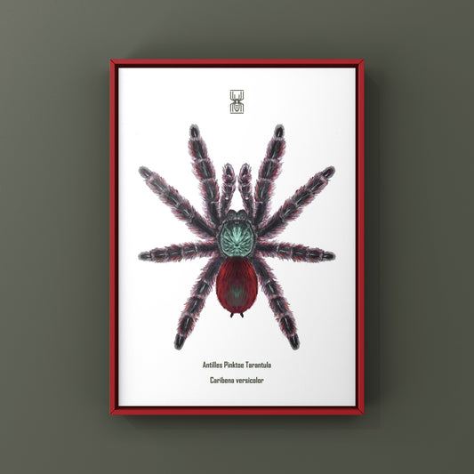 Antilles Pinktoe Tarantula, Caribena Versicolor, Photographic Art Print