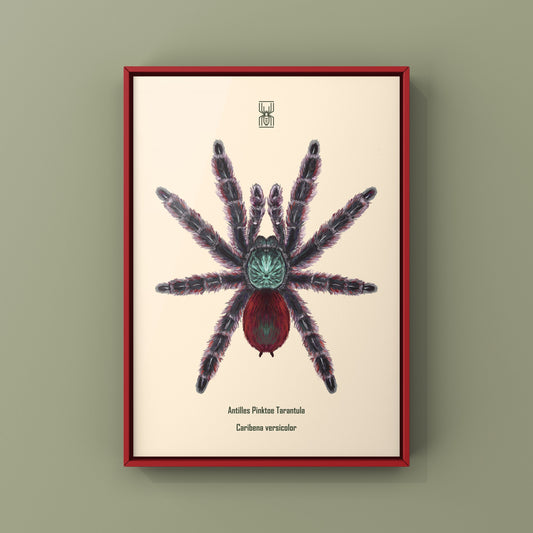 Antilles Pinktoe Tarantula, Caribena Versicolor, Photographic Art Print