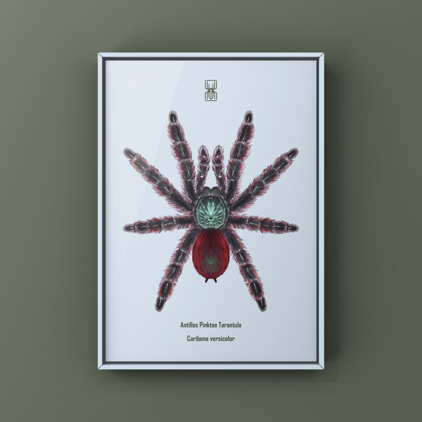 Antilles Pinktoe Tarantula, Caribena Versicolor, Photographic Art Print