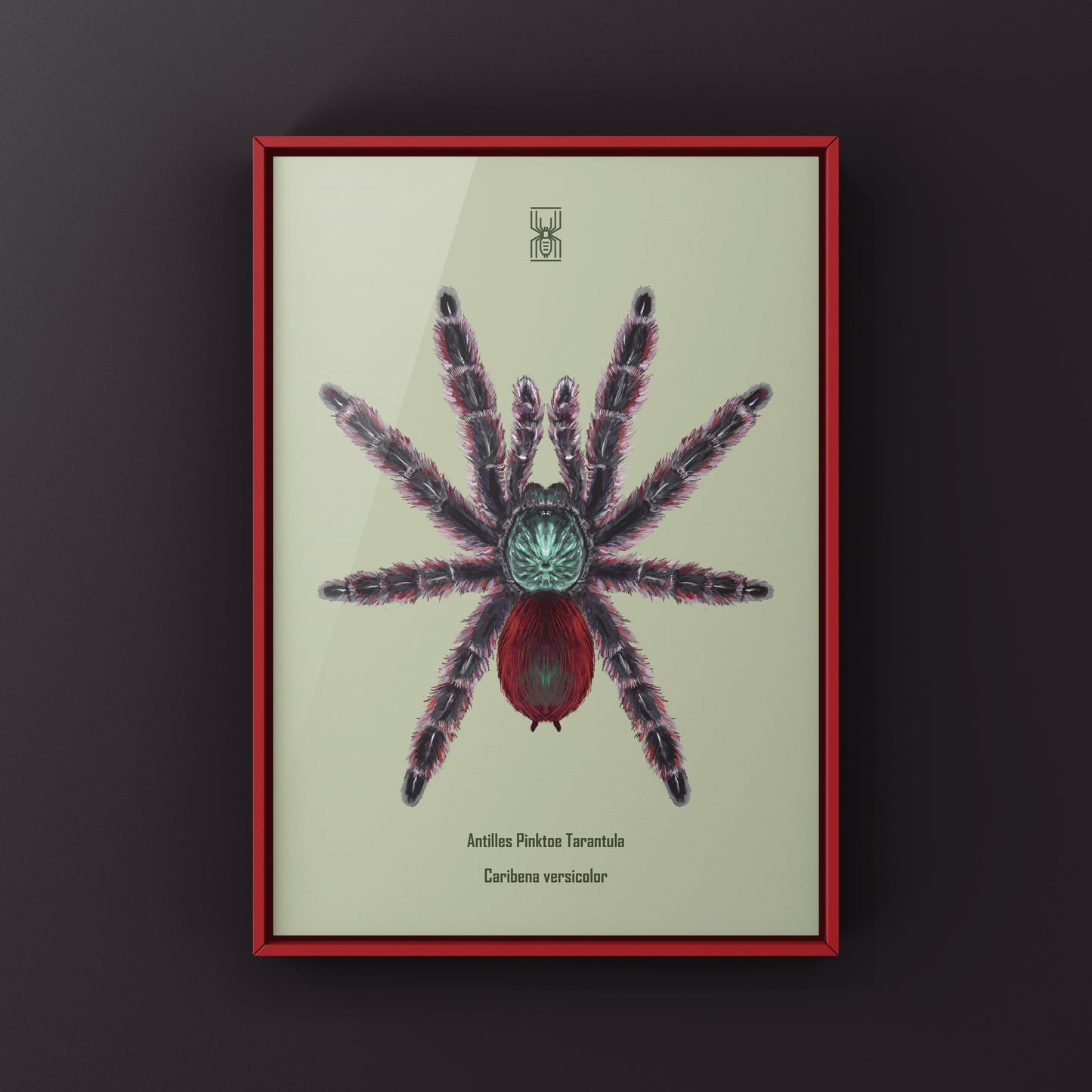 Antilles Pinktoe Tarantula, Caribena Versicolor, Photographic Art Print
