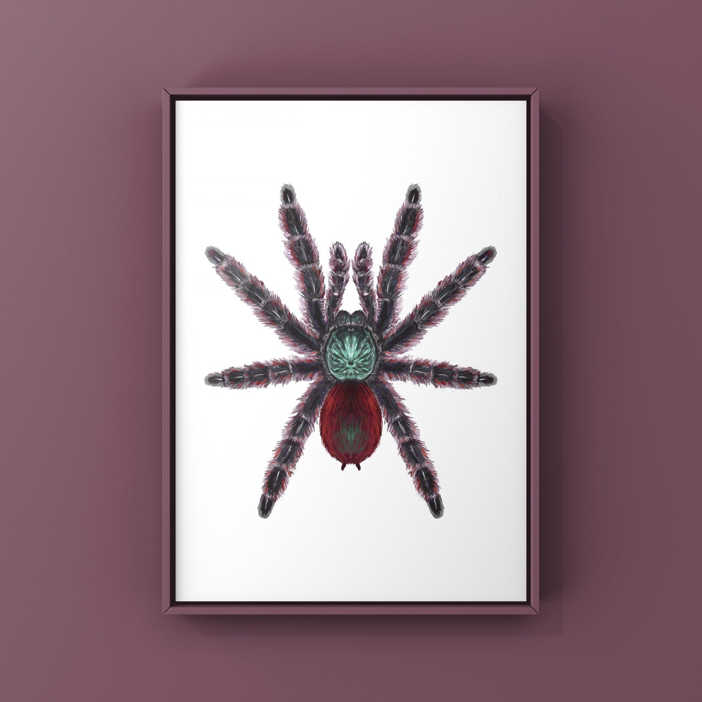 Antilles Pinktoe Tarantula, Caribena Versicolor, Photographic Art Print