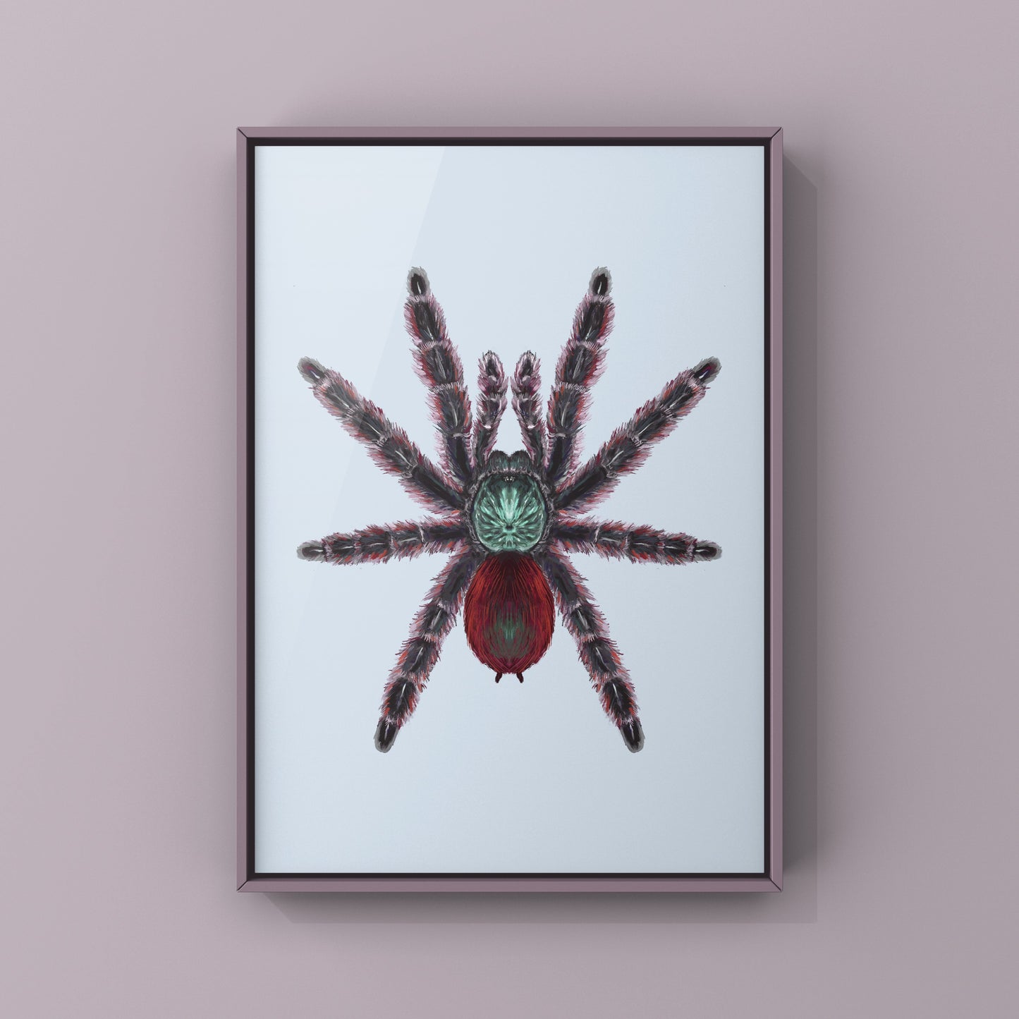 Antilles Pinktoe Tarantula, Caribena Versicolor, Photographic Art Print