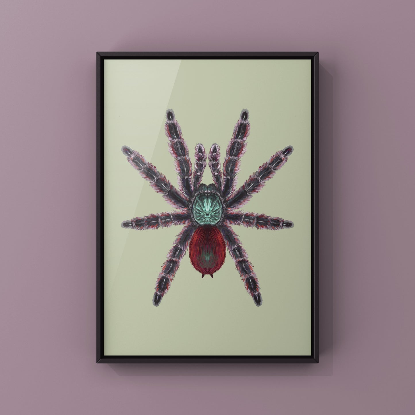 Antilles Pinktoe Tarantula, Caribena Versicolor, Photographic Art Print