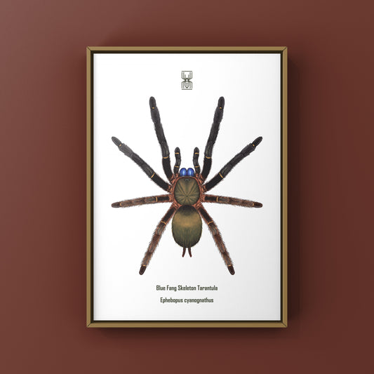 Blue Fang Skeleton Tarantula, Ephebopus Cyanognathus, Photographic Art Print from The Silk Ranch