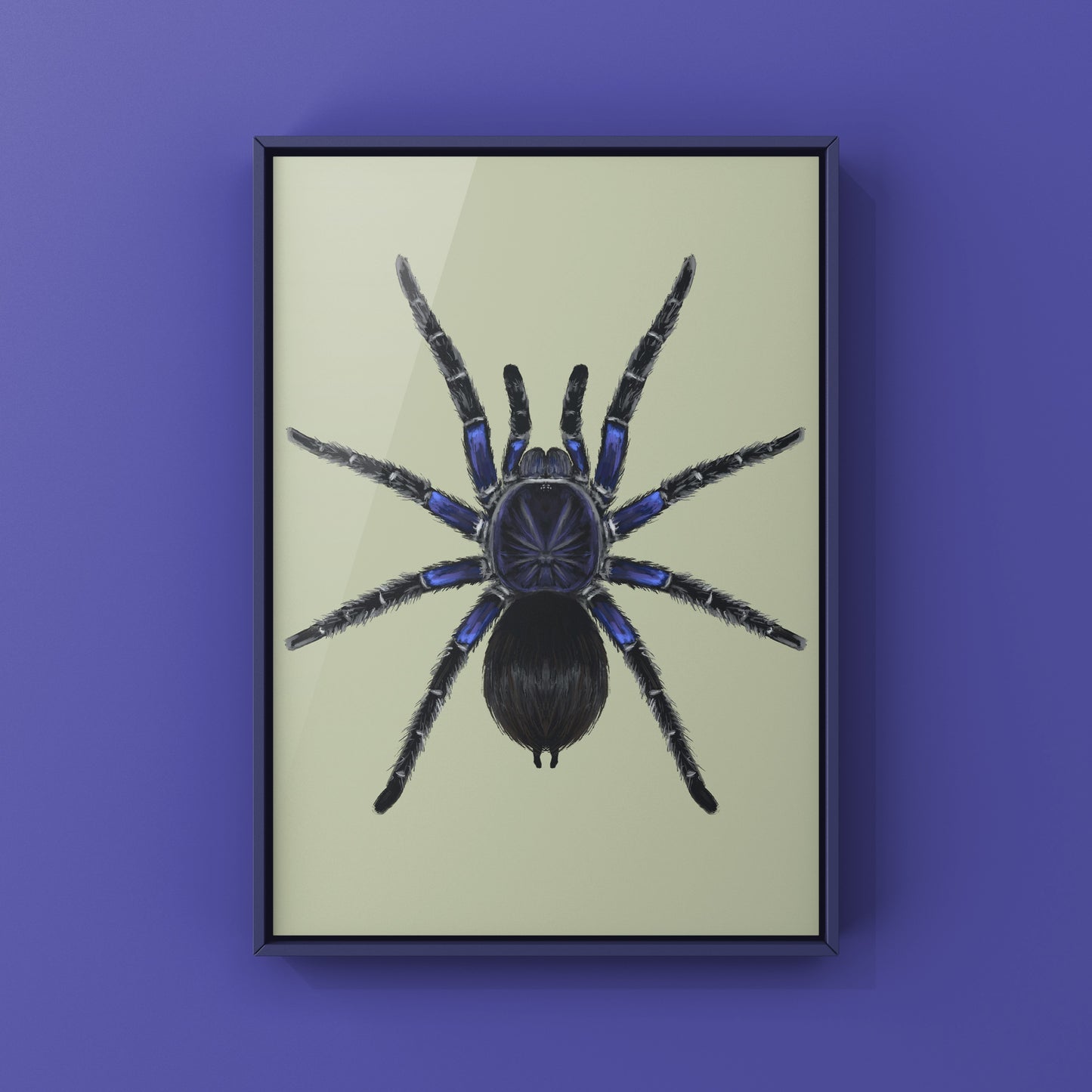 Bolivian Blue Leg Tarantula, Pamphobeteus Antinous, Photographic Art Print from The Silk Ranch